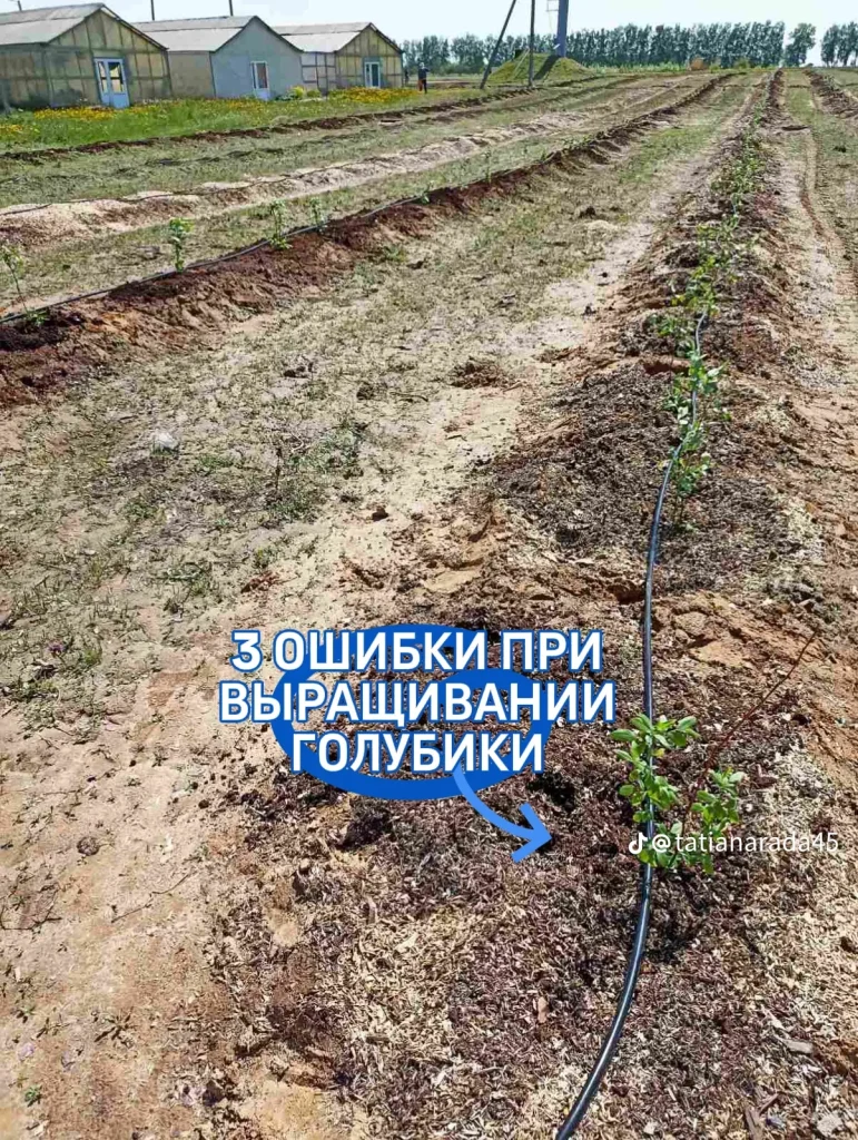 3 ошибки при выращивании голубики