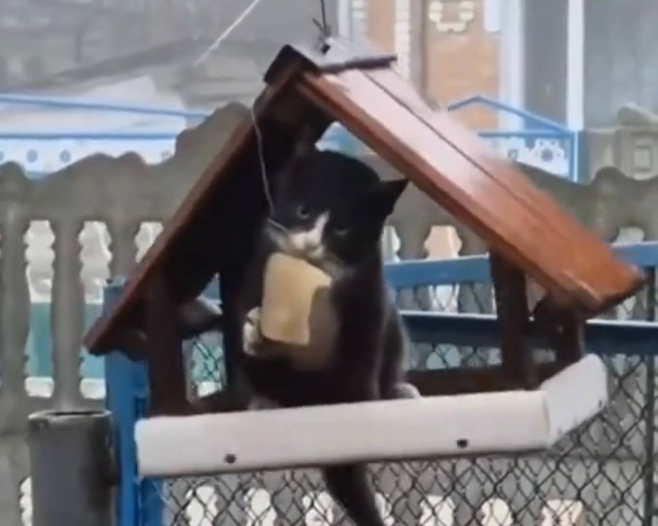 Кот-обжора с аппетитом съел сало в птичьей кормушке и стал звездой TikTok
