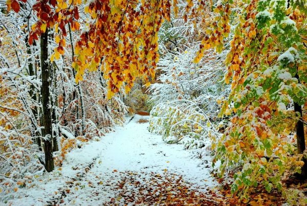 Сколько продлится осенняя погода и ждать ли зимы?