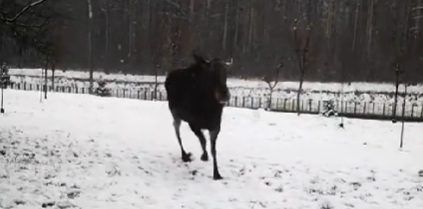 Лось чуть не сбил женщину возле одной из улиц Минска