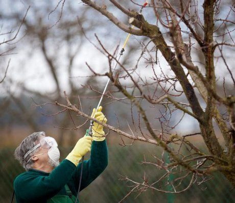 «Самое время навести порядок на своем участке». Уточнили, чем осенью обработать растения