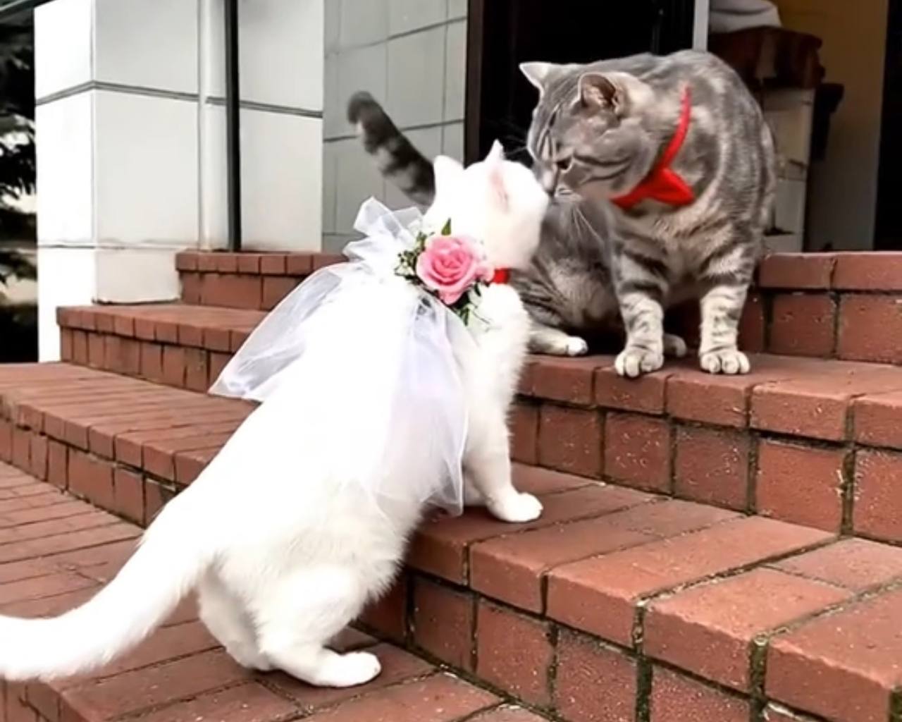 В Пуховичах поженились коты! Ролик от ИИ покорил сеть