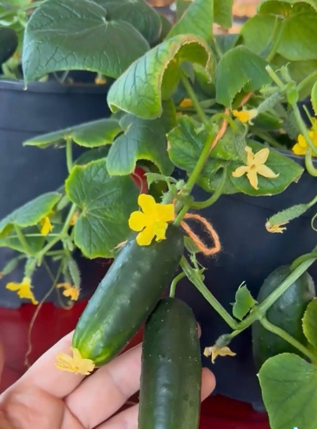 Блогер обещает урожай огурцов прямо на подоконнике — видео набрало миллион