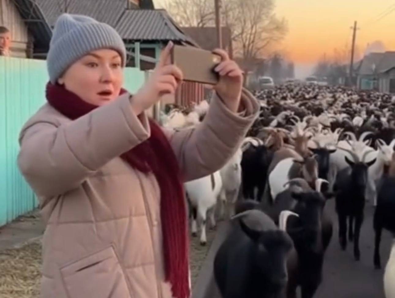 В знак любви — миллион коз! Новое ИИ-видео рассмешило TikTok