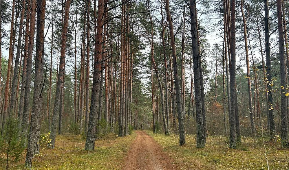 В Вилейке пропавшего пенсионера нашли в лесу сотрудники уголовного розыска
