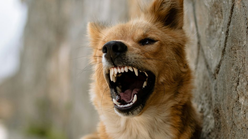 Мёртвого мужчину нашли в доме передержки собак в деревне под Молодечно