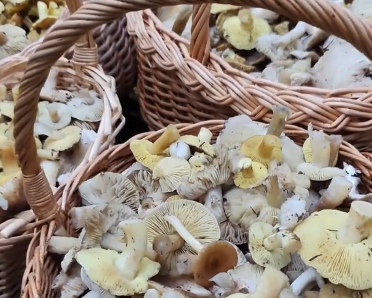 Четыре корзины грибов собрали в декабре белорусы под Борисовом. Зрители в шоке