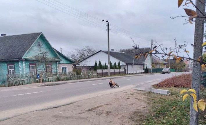 Жители Глубокого обеспокоены участившимися визитами лисы