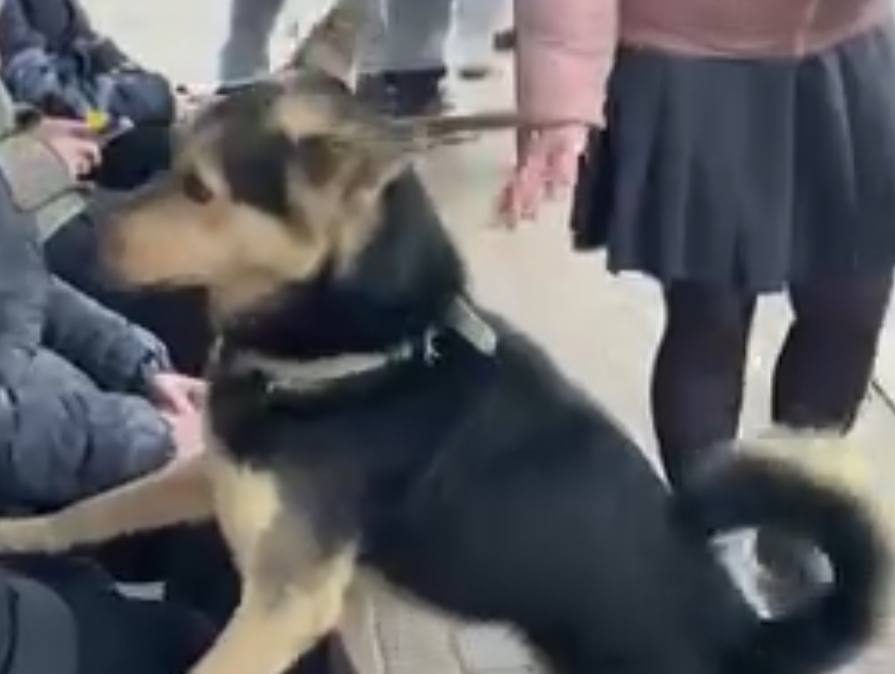 Собаку, которая покусала людей в Вилейке, поместили в питомник