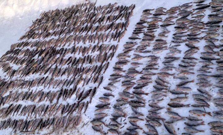 Более 43 тысяч рублей штрафа заплатят трое мужчин за рыбалку сачком. Выяснили, что они сделали неправильно