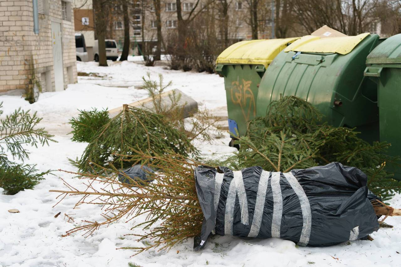Смотрите адреса, где в Молодечно можно выбросить ёлку, чтобы не получить штраф 30 базовых