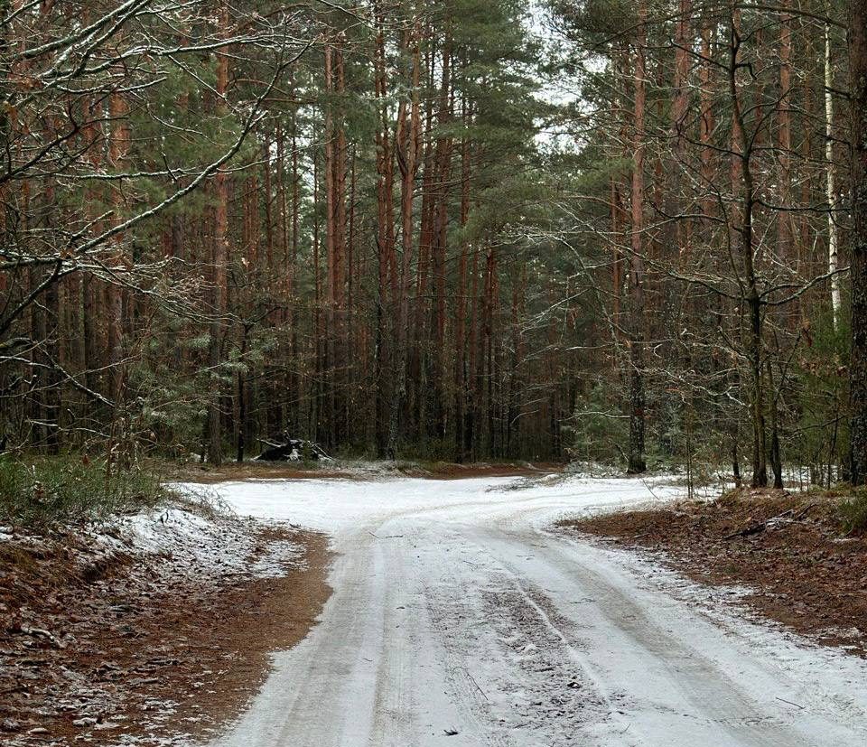 Как самостоятельно заготовить дрова, уточнили в Вилейском опытном лесхозе