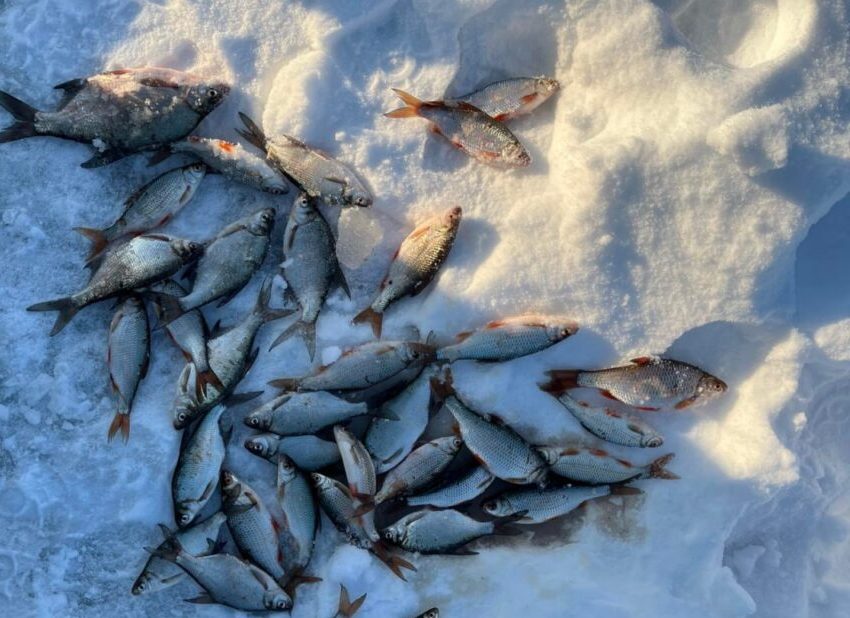 Рыбаки хвастаются трофеями подледного лова