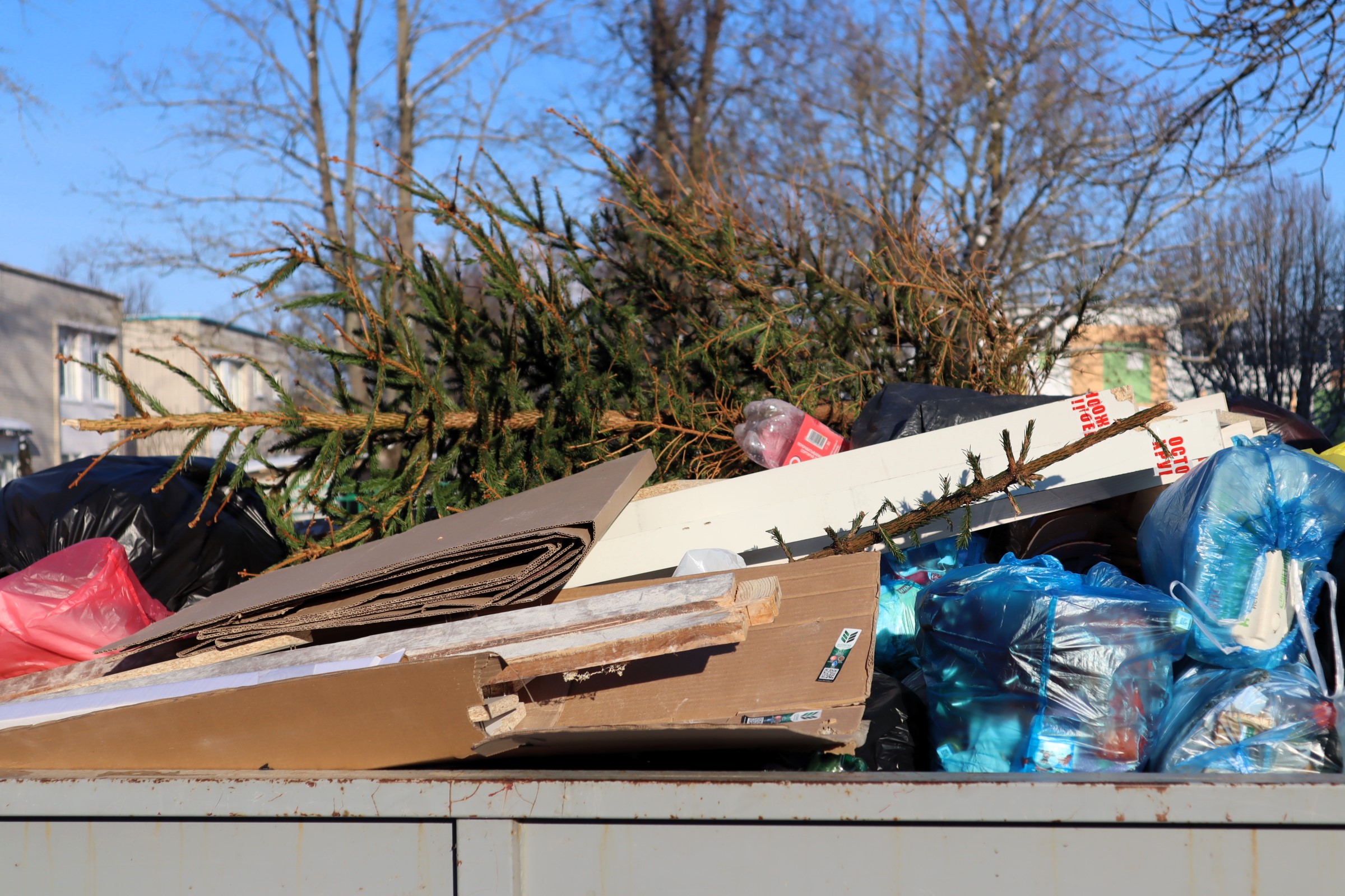 Мусорную площадку без ёлок не нашли. Куда молодечненцы выбрасывают бывших новогодних красавиц?