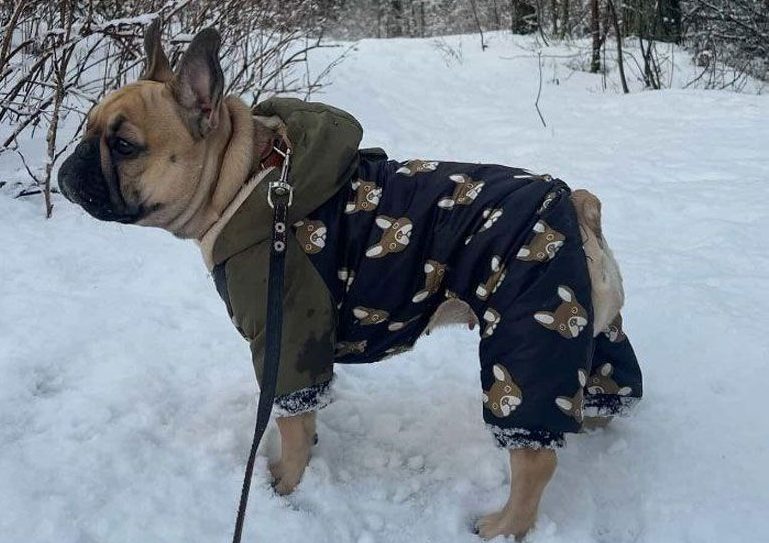 Курточки с капю­шоном и вязаные жилеты: четвероногие из Вилейки проводят зиму на стиле