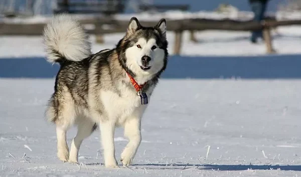 Как выбрать породу собаки - честный совет от кинолога Полины Устюжаниной