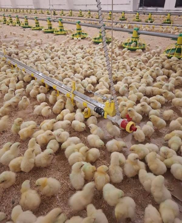 На бывшей свиноферме в Сморгонском районе теперь выращивают цыплят