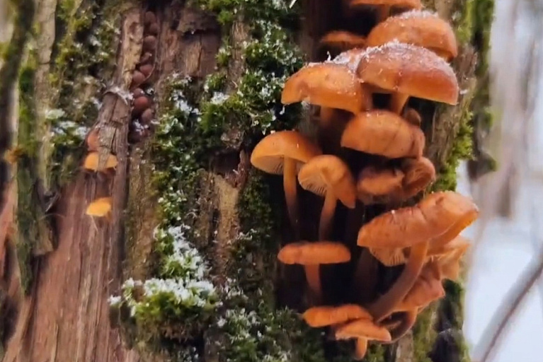 Свежие опята и вешенки нашли в лесу в феврале