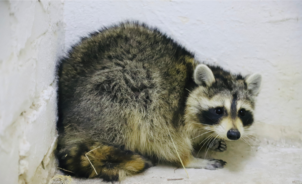 Енот Сеня, который прибыл в Беларусь в контейнере с американскими автомобилями, переехал. Где его можно увидеть?