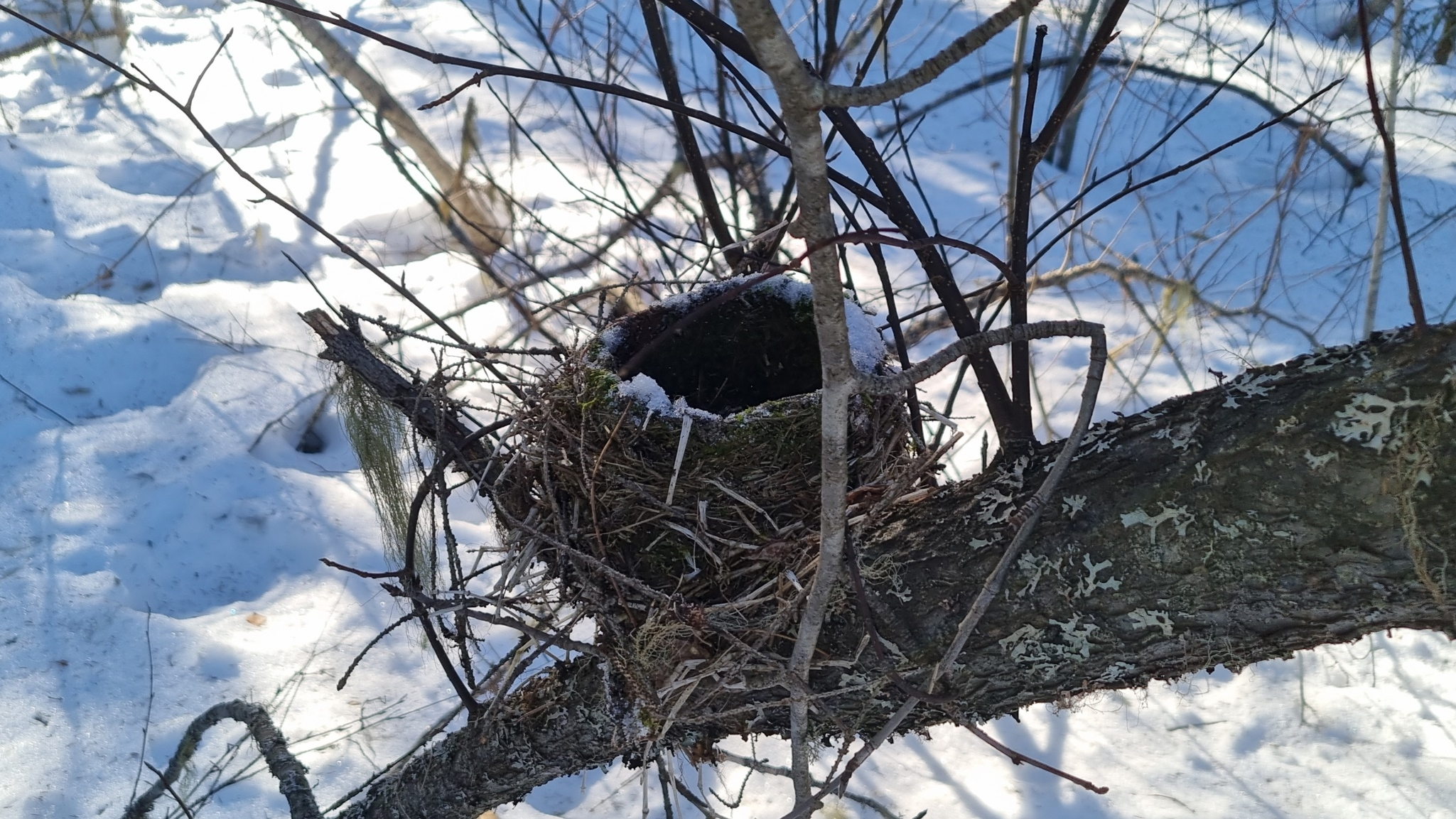 За разрушенное птичье гнездо штраф может быть до 22,5 тысячи рублей