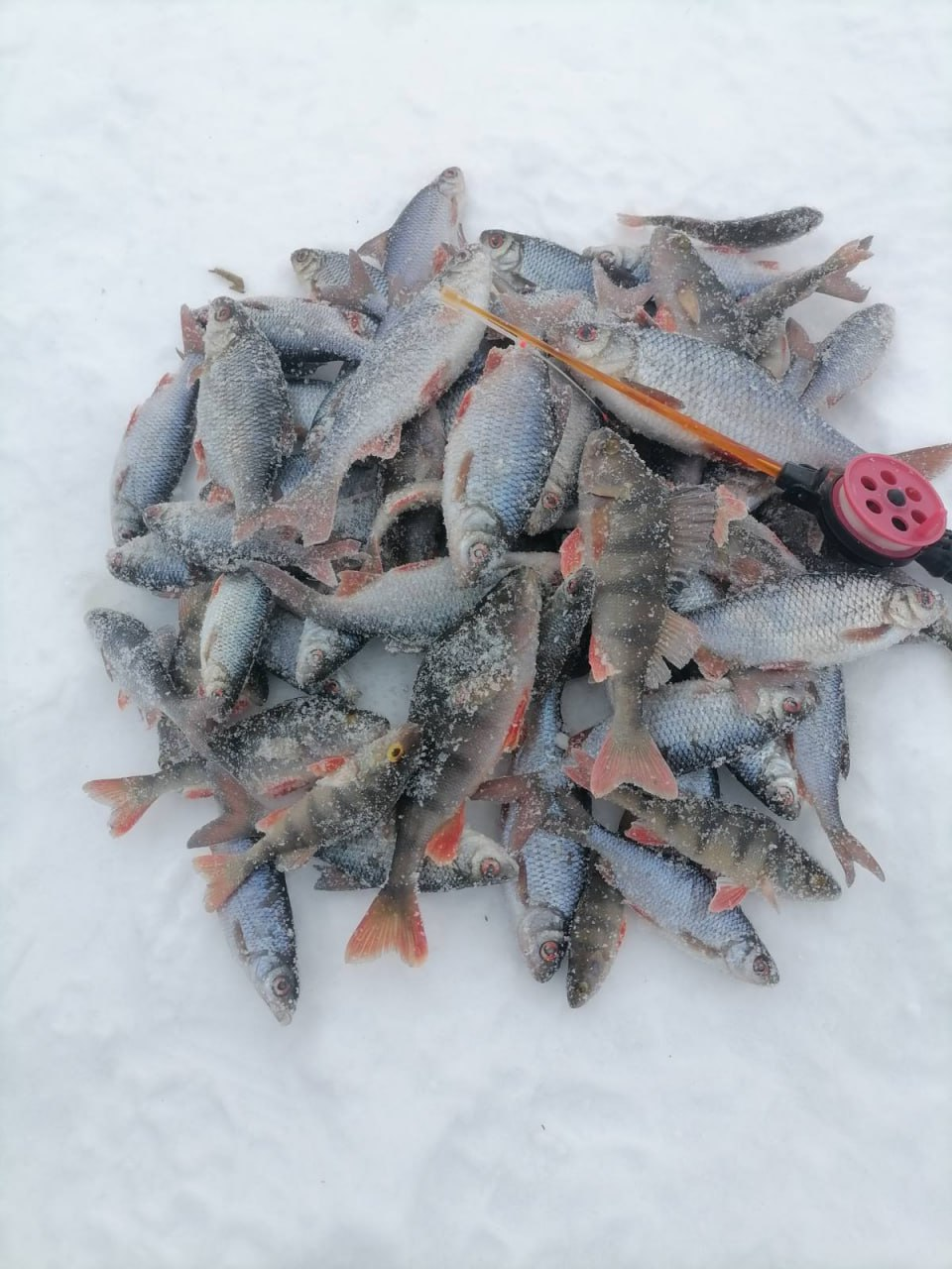 За два дня словили более 7 килограммов рыбы. Где хорошо клюёт на мотыля?