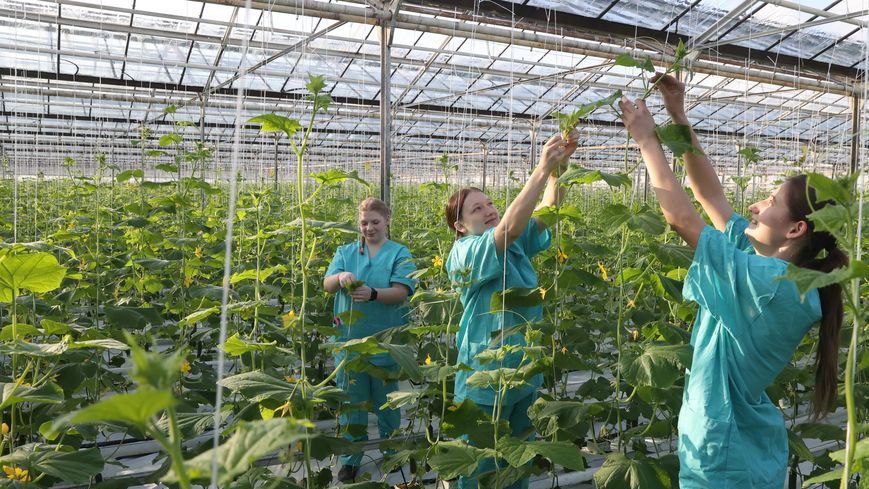 В теплицах собрали первый урожай огурцов. Подсказываем хорошие сорта