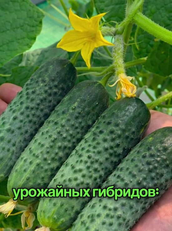 В ТикТоке обсуждают сорта огурчиков, от которых все будут в восторге