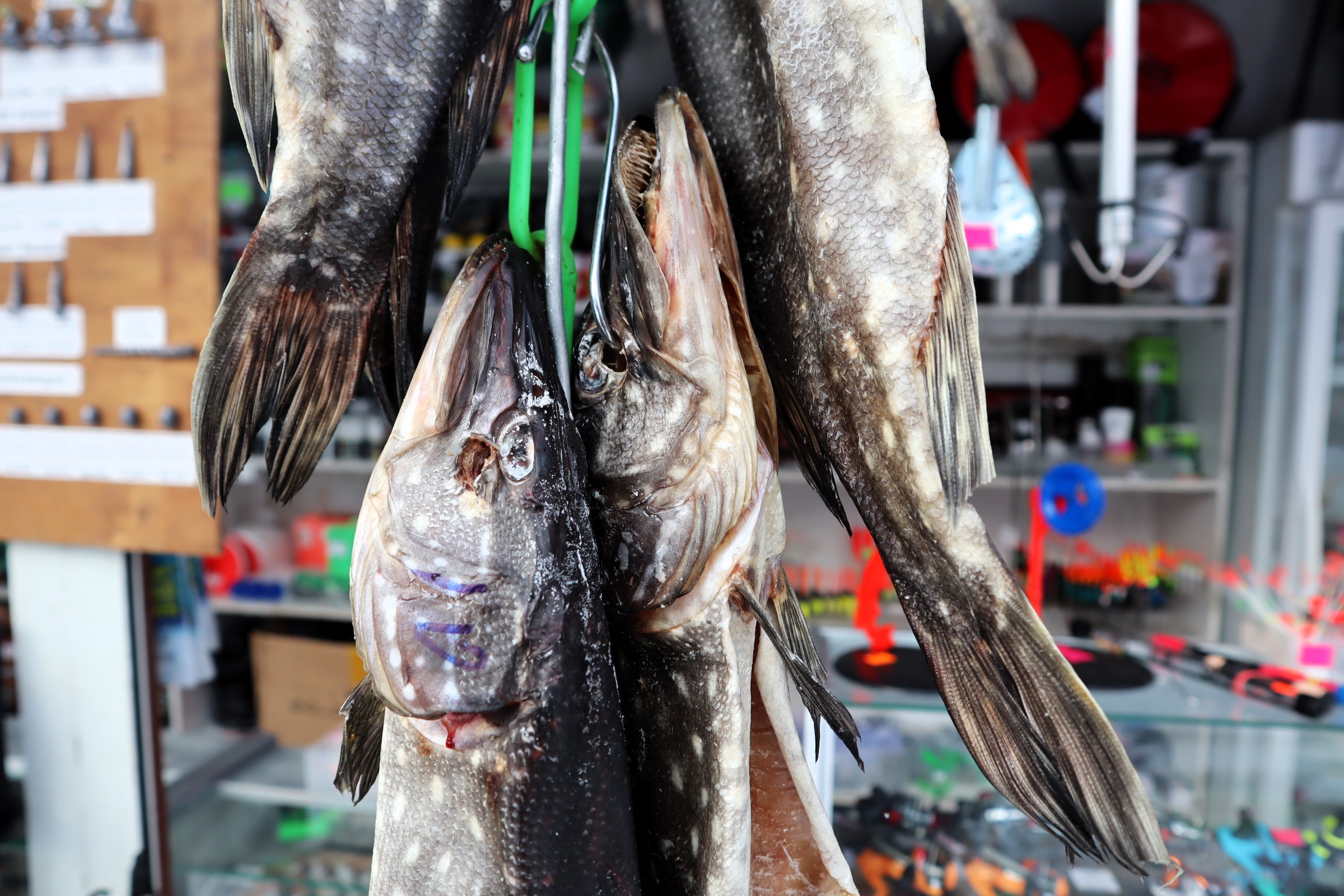 Щуку с зимней рыбалки на рынке в Молодечно продают от 6 до 12 рублей