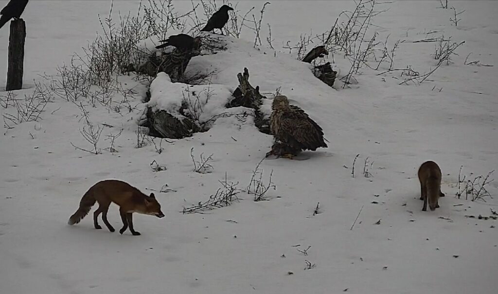 Лиса и орёл чуть не подрались из-за еды на белорусско-литовской границе