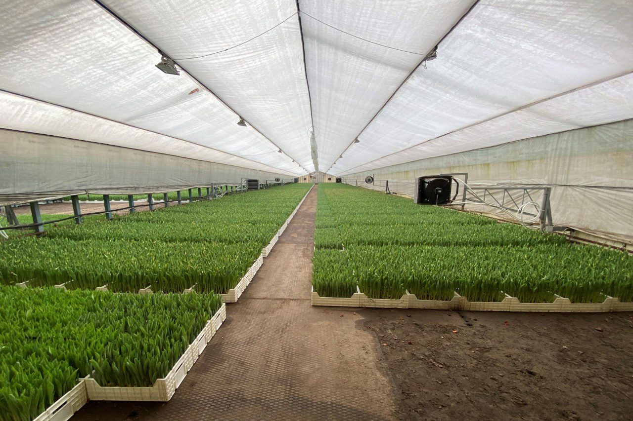 В Брестской области раскрыли аферу с тюльпанами на миллионы рублей