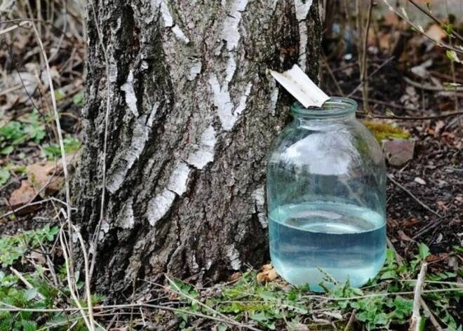 Уточнили, правдивы ли слухи о запрете сбора берёзового сока