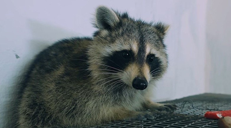 У девочки-енота, приехавшей из США, появился потенциальный жених