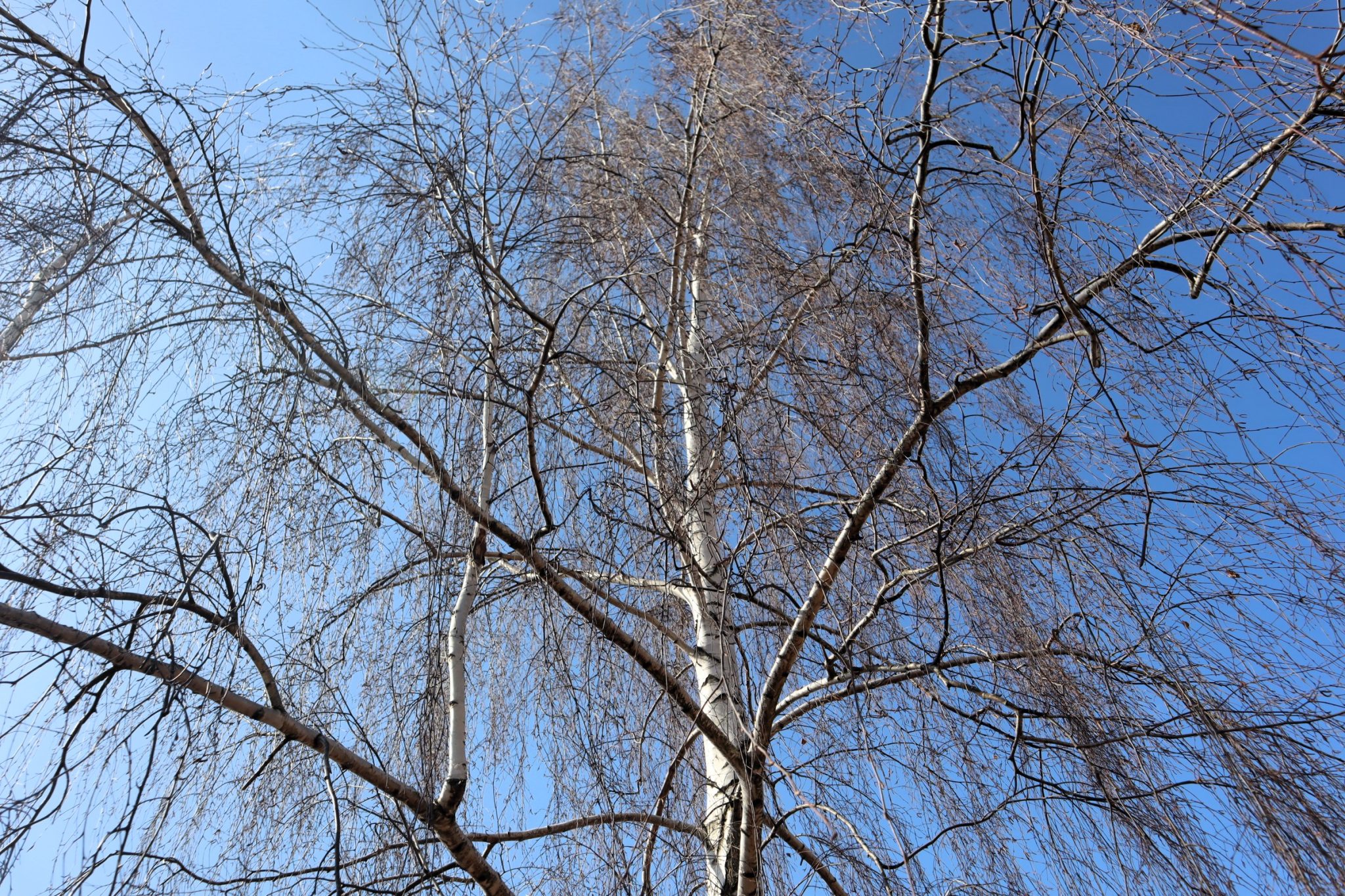 Мороз ночью и тепло днём - прогноз погоды на выходные