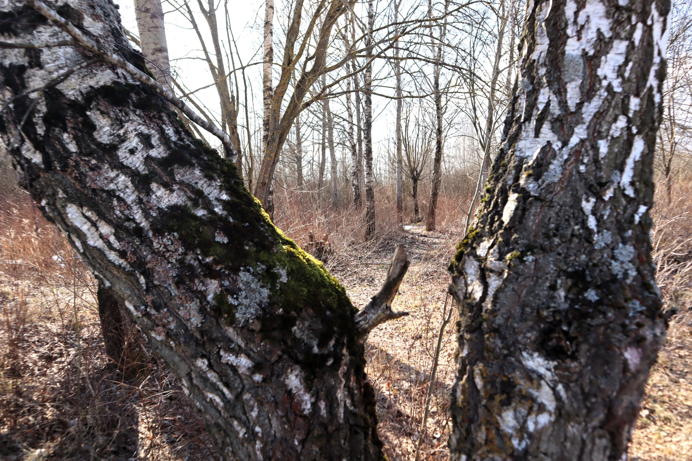 Сок из молодечненских берёз появится в продаже. Почём литр? А как собрать напиток самому?