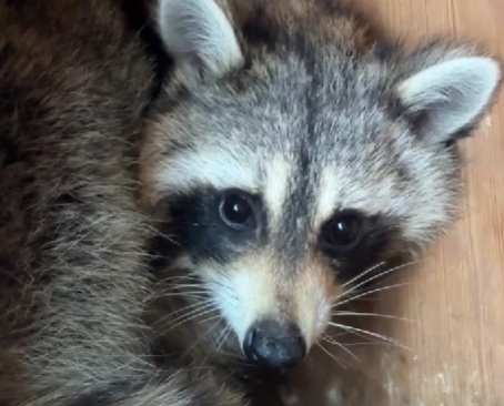 Енот Сеня, получивший белорусский паспорт, оказался девочкой