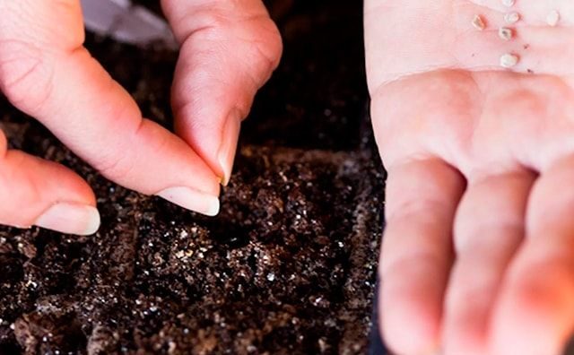 Садовод рассказал, как подготовить грунт и вырастить крепкую рассаду томатов