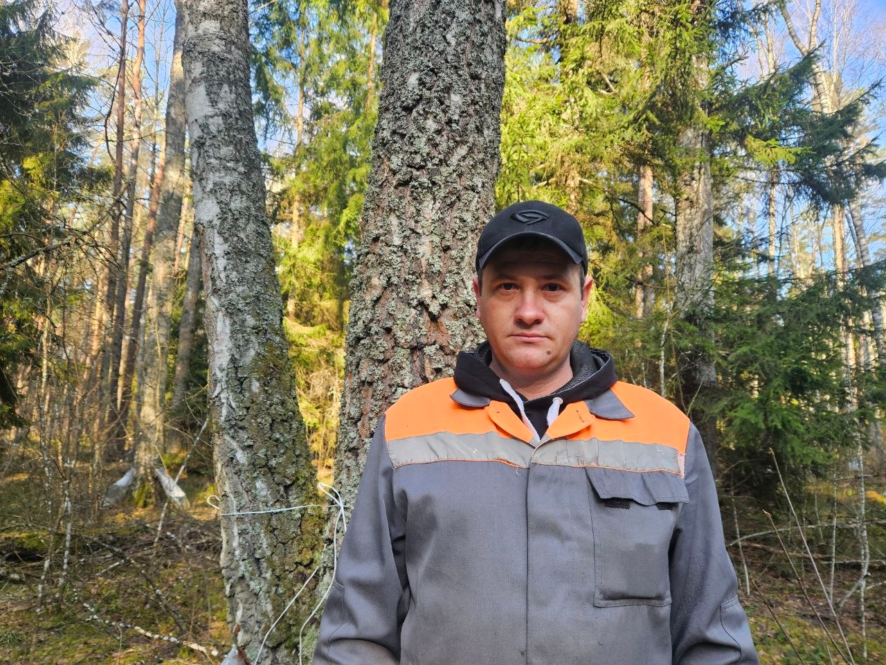 Лесовод Алексей Вяжевич показывает, как правильно собирать берёзовый сок