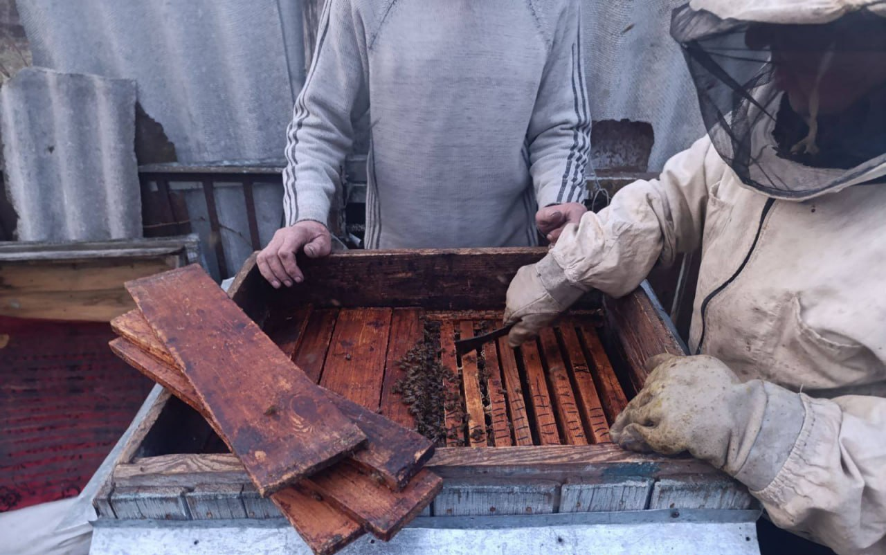 Около 100 тысяч пчёл, украденных с пасеки, нашли в соседней деревне и вернули хозяину