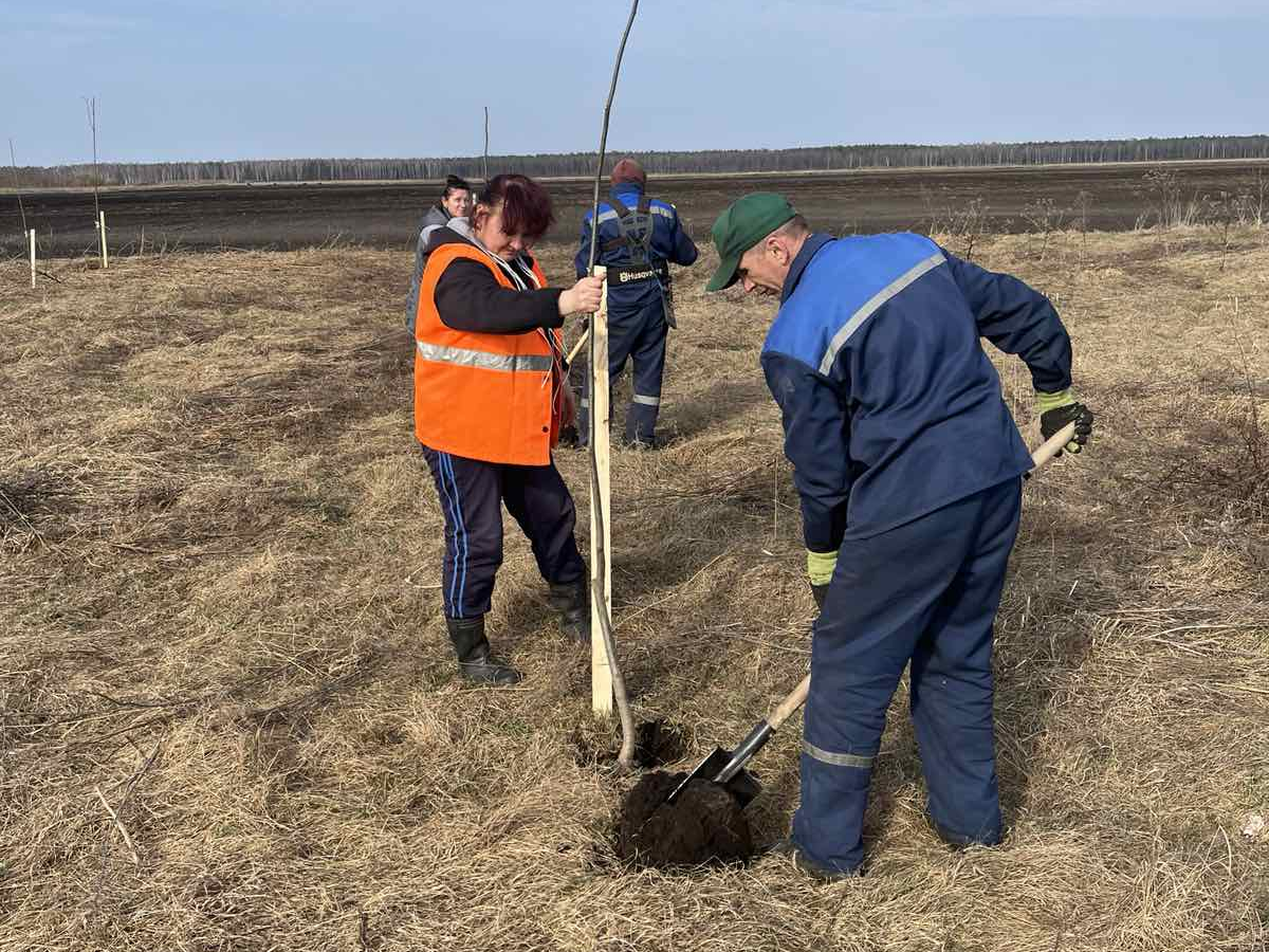 Весенний марафон благоустройства и озеленения продолжается. Липы высадили в Молодечно, а в посёлке Чисть подровняли дороги