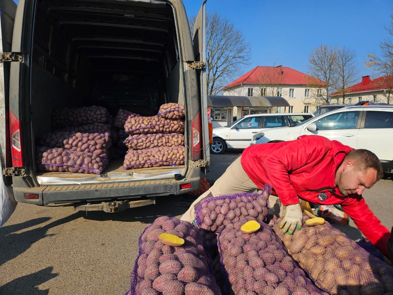 На весенней ярмарке в Молодечно крупный картофель по 1 рублю 20 копеек, семенной - по 2 рубля