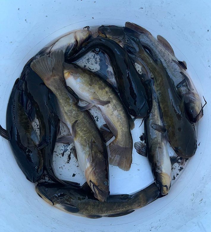 Узнали, где в марте можно поймать американскую усатую рыбу