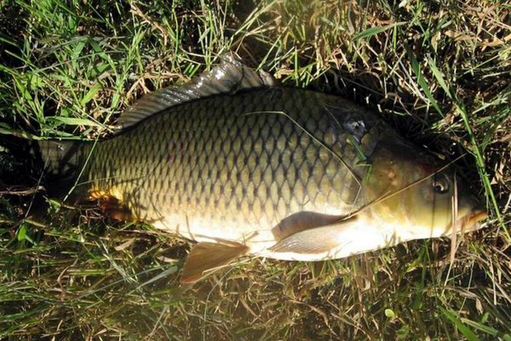 Рыбак из Молодечно рассказал, когда лучше всего ловить карпа