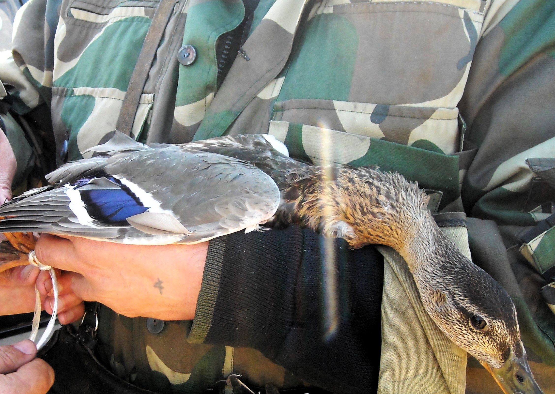Весенняя охота открывается в Беларуси. Где, когда и на кого будем охотиться под Молодечно?