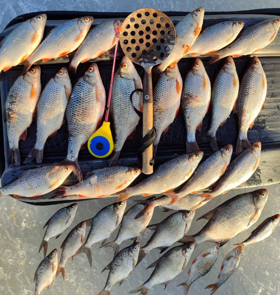 Показываем трофеи рыбаков на водоёмах Вилейского и Мядельского районов