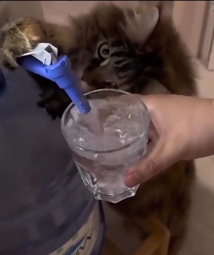 Коты-труженики собирают миллионы просмотров и сотни тысяч лайков в TikTok