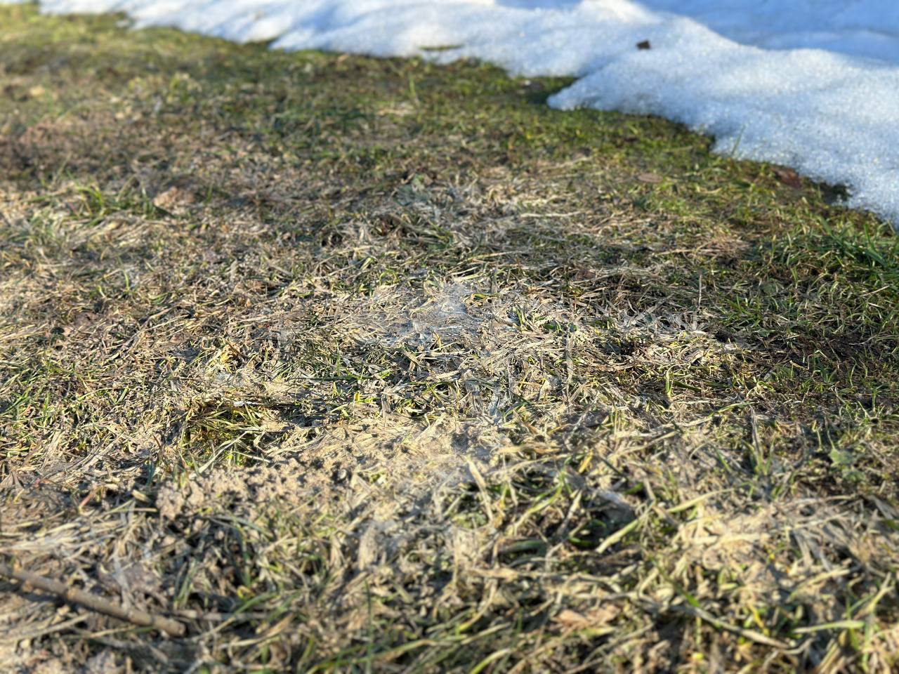 Белый налёт под снегом: что это и как бороться?