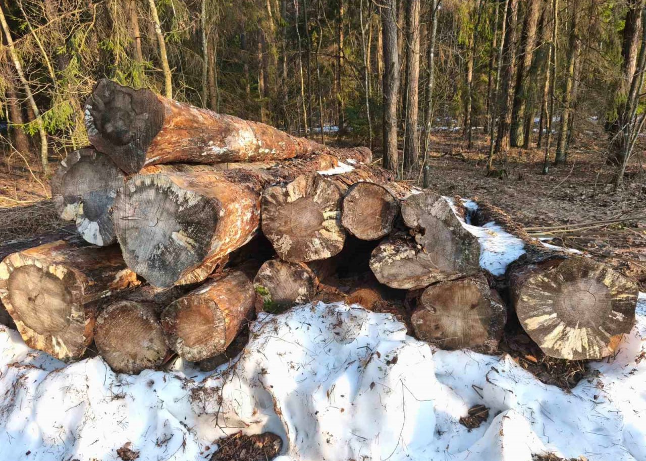 Госконтроль выявил бесхозяйственность на промскладах и в лесах Минской области