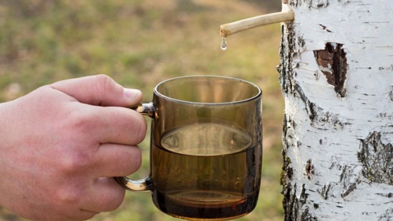 Берёзовый сок начали продавать в Вилейке: цены, правила сбора и вкусные рецепты для консервации