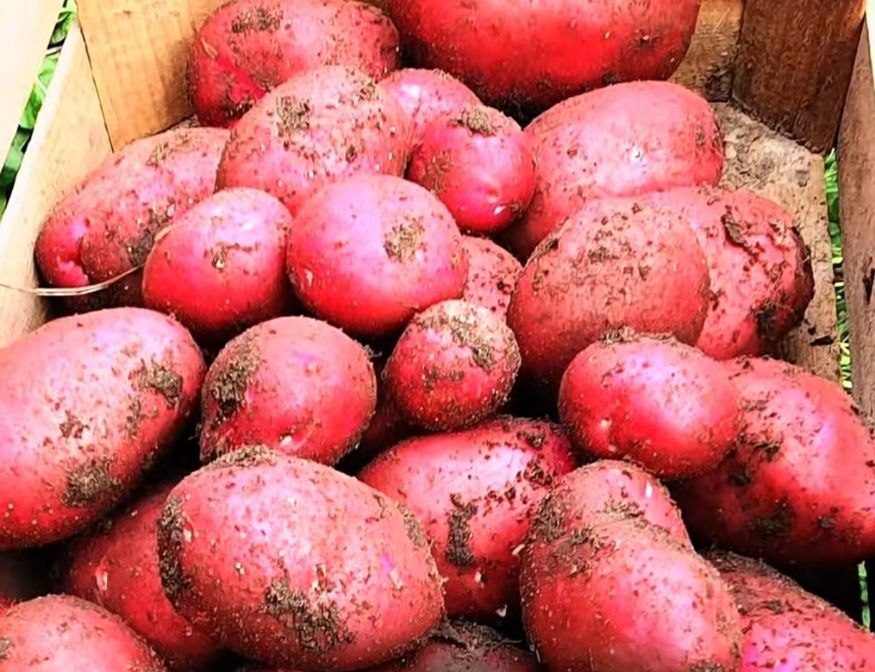 Разбираемся, какие сорта картофеля дают хороший урожай