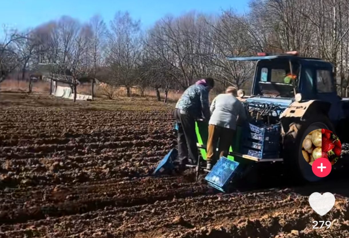 В Гродненской области сажают картошку 18 марта и снимают ролики в ТикТок